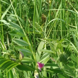 Photographie n°2212568 du taxon Vicia sativa L. [1753]