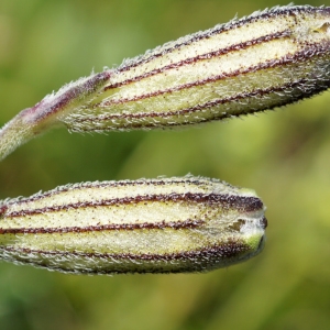 Photographie n°2212569 du taxon Silene ciliata Pourr. [1788]