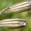  Liliane Roubaudi - Silene ciliata Pourr. [1788]