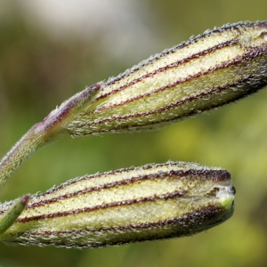 Silene ciliata var. angustifolia Willk. (Silène cilié)