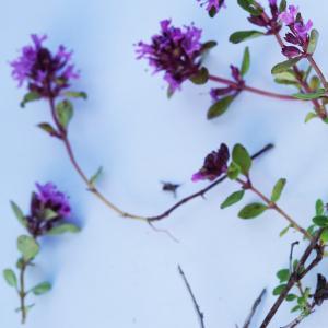 Photographie n°2212588 du taxon Thymus serpyllum L. [1753]