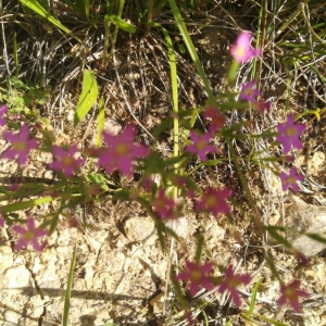 Photographie n°2212615 du taxon Centaurium erythraea Rafn [1800]