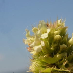 Photographie n°2212648 du taxon Sideritis hyssopifolia L. [1753]