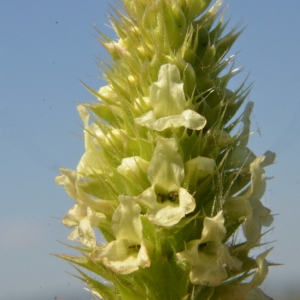 Photographie n°2212649 du taxon Sideritis hyssopifolia L. [1753]