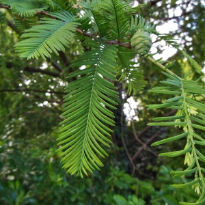 Photographie n°2212701 du taxon Metasequoia glyptostroboides Hu & W.C.Cheng [1948]