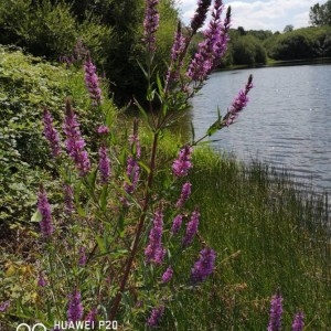 Photographie n°2212707 du taxon Lythrum salicaria L. [1753]