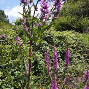 Photographie n°2212710 du taxon Lythrum salicaria L. [1753]