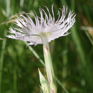 Photographie n°2212827 du taxon Dianthus hyssopifolius L. [1755]