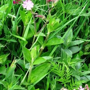 Photographie n°2212839 du taxon Silene dioica var. dioica 