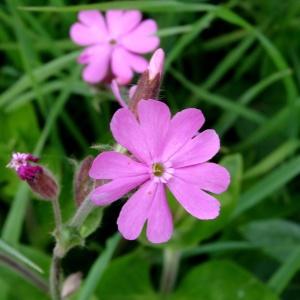 Photographie n°2212840 du taxon Silene dioica var. dioica 