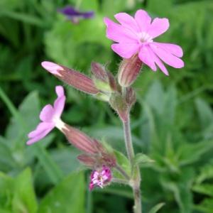 Photographie n°2212841 du taxon Silene dioica var. dioica 