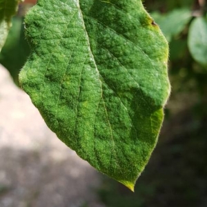 Photographie n°2212845 du taxon Lonicera xylosteum L. [1753]