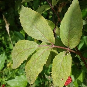 Photographie n°2212848 du taxon Sambucus racemosa L. [1753]