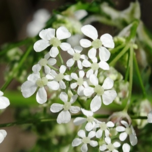 Photographie n°2212871 du taxon Myrrhis odorata (L.) Scop.