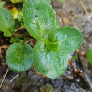 Photographie n°2212882 du taxon Veronica beccabunga L. [1753]