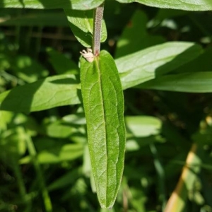 Photographie n°2212890 du taxon Lythrum salicaria L.