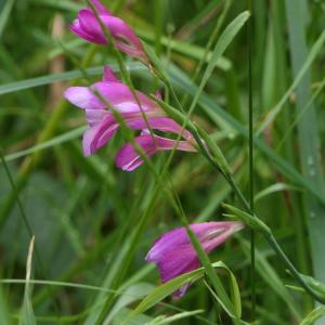 Photographie n°2212906 du taxon Gladiolus communis L. [1753]