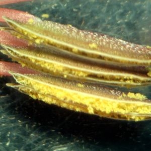 Photographie n°2212918 du taxon Gladiolus communis L. [1753]