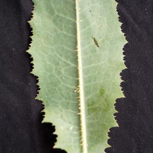 Photographie n°2212947 du taxon Lactuca serriola L. [1756]