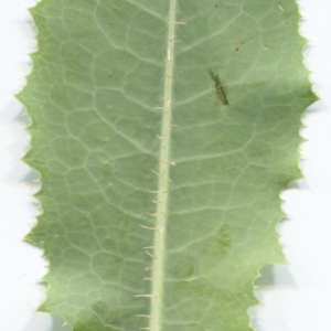Photographie n°2212955 du taxon Lactuca serriola L. [1756]