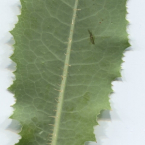 Photographie n°2212956 du taxon Lactuca serriola L. [1756]