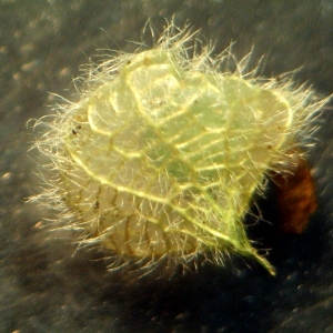 Photographie n°2212994 du taxon Trifolium resupinatum L. [1753]