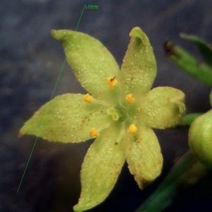 Photographie n°2213021 du taxon Rubia peregrina L. [1753]