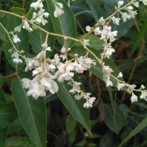 Photographie n°2213028 du taxon Fallopia aubertii (L.Henry) Holub [1971]