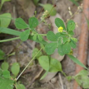 Photographie n°2213032 du taxon Medicago lupulina L. [1753]