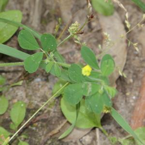 Photographie n°2213033 du taxon Medicago lupulina L. [1753]