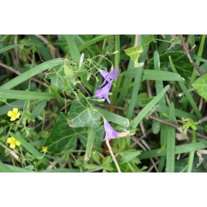 Campanula lusitanica L.