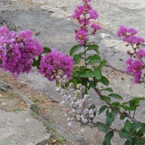Photographie n°2213055 du taxon Lagerstroemia indica L. [1759]
