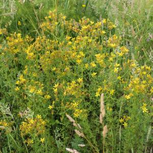 Photographie n°2213097 du taxon Hypericum perforatum L. [1753]