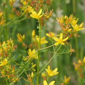 Photographie n°2213098 du taxon Hypericum perforatum L. [1753]
