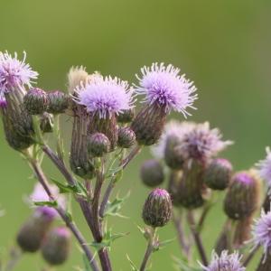  - Cirsium arvense (L.) Scop. [1772]