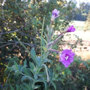 Photographie n°2213130 du taxon Epilobium hirsutum L. [1753]