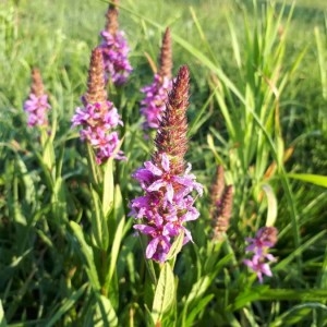 Photographie n°2213135 du taxon Lythrum salicaria L.