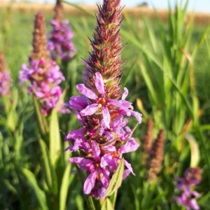 Photographie n°2213136 du taxon Lythrum salicaria L.