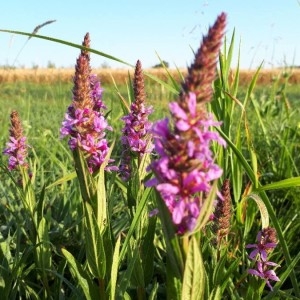 Photographie n°2213137 du taxon Lythrum salicaria L.