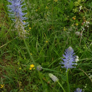 Photographie n°2213227 du taxon Phyteuma spicatum L. [1753]