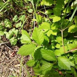 Photographie n°2213235 du taxon Ulmus glabra Huds. [1762]