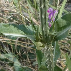 Photographie n°2213260 du taxon Dipsacus fullonum L. [1753]