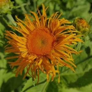 Photographie n°2213286 du taxon Telekia speciosa (Schreb.) Baumg. [1816]