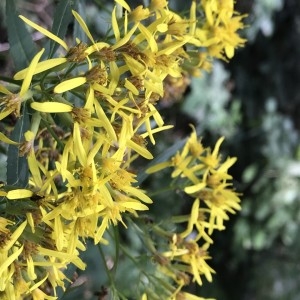 Photographie n°2213330 du taxon Senecio ovatus (P.Gaertn., B.Mey. & Scherb.) Willd. [1803]