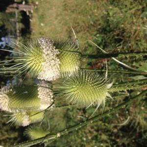 Photographie n°2213412 du taxon Dipsacus laciniatus L. [1753]