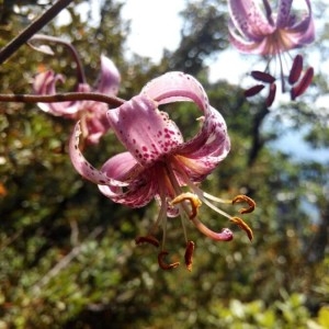 Photographie n°2213413 du taxon Lilium martagon L.