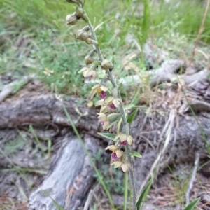 Photographie n°2213417 du taxon Epipactis atrorubens (Hoffm.) Besser [1809]