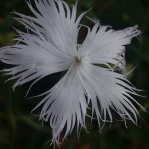 Photographie n°2213488 du taxon Dianthus hyssopifolius L. [1755]