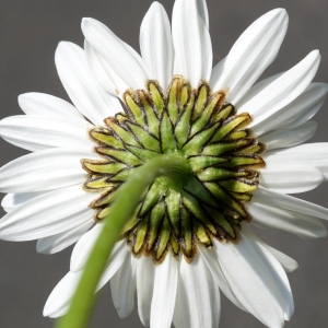 Leucanthemum delarbrei Timb.-Lagr. ex Lamotte (Marguerite de Delarbre)