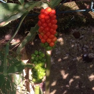 Photographie n°2213505 du taxon Arum maculatum L. [1753]